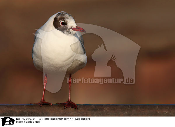 Lachmwe / black-headed gull / FL-01979