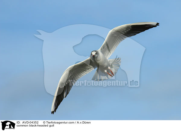 common black-headed gull / AVD-04352