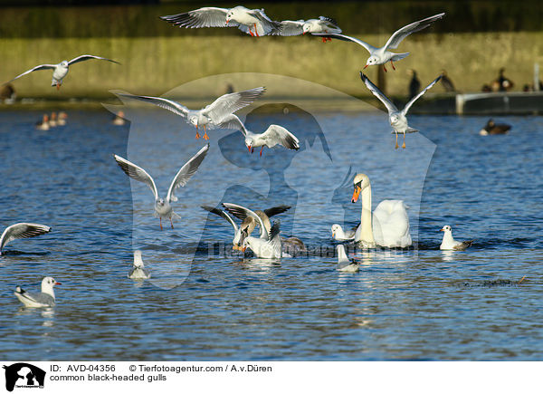common black-headed gulls / AVD-04356