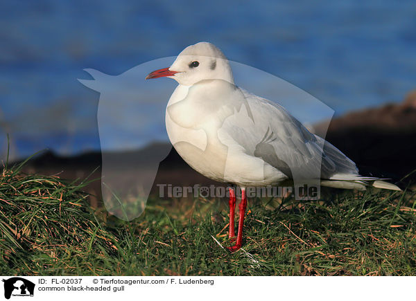 Lachmwe / common black-headed gull / FL-02037