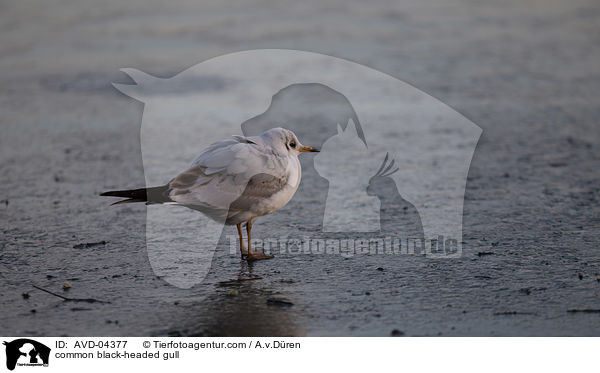 common black-headed gull / AVD-04377