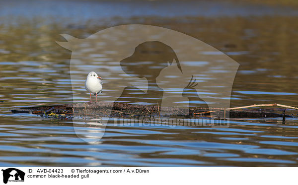 common black-headed gull / AVD-04423