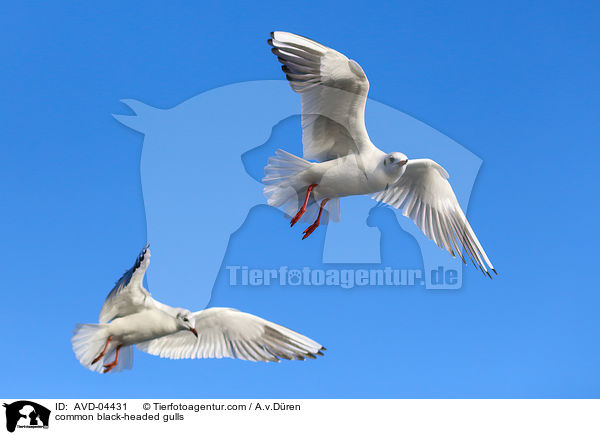 common black-headed gulls / AVD-04431