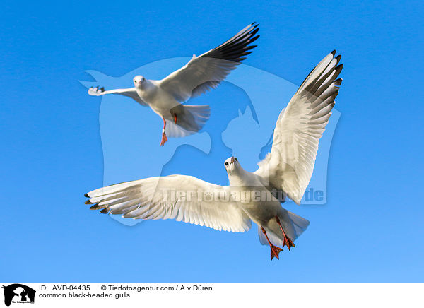 common black-headed gulls / AVD-04435