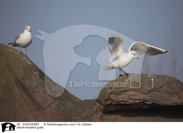Lachmwen / black-headed gulls / AVD-05060