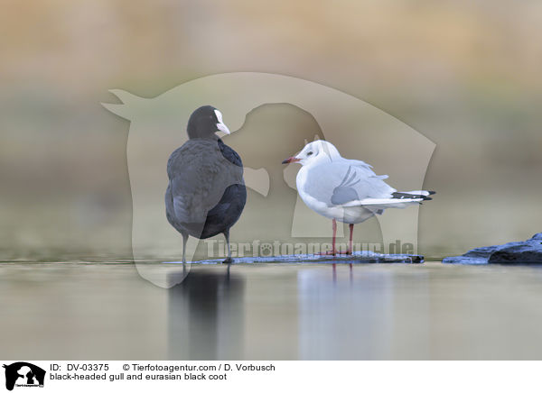 black-headed gull and eurasian black coot / DV-03375