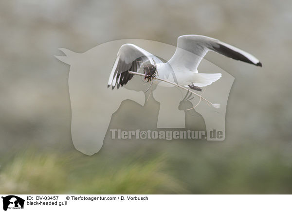 Lachmwe / black-headed gull / DV-03457