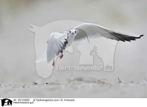 Lachmwe / black-headed gull / DV-03460