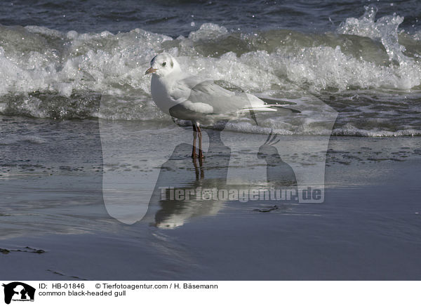 common black-headed gull / HB-01846