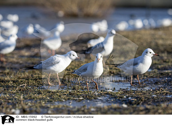 Lachmwen / common black-headed gulls / MBS-15992
