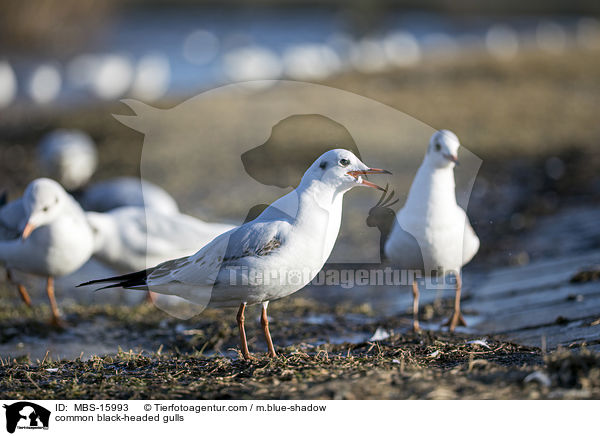 common black-headed gulls / MBS-15993
