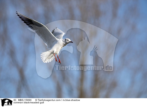 common black-headed gull / MBS-15994