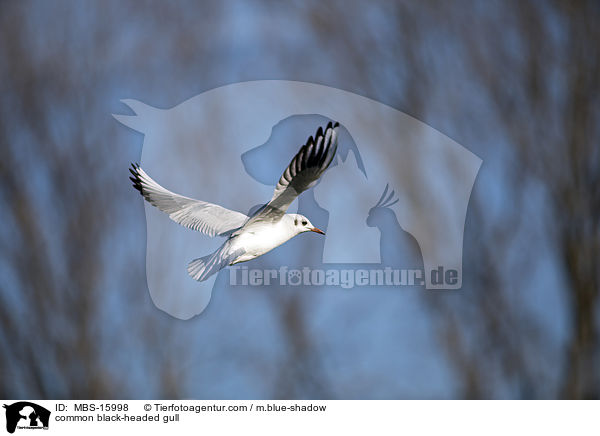 Lachmwe / common black-headed gull / MBS-15998