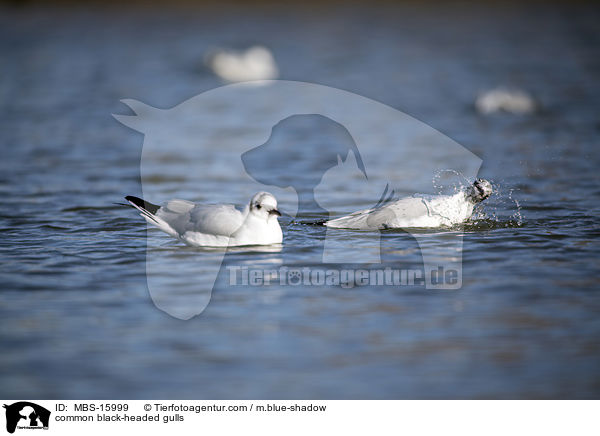 Lachmwen / common black-headed gulls / MBS-15999