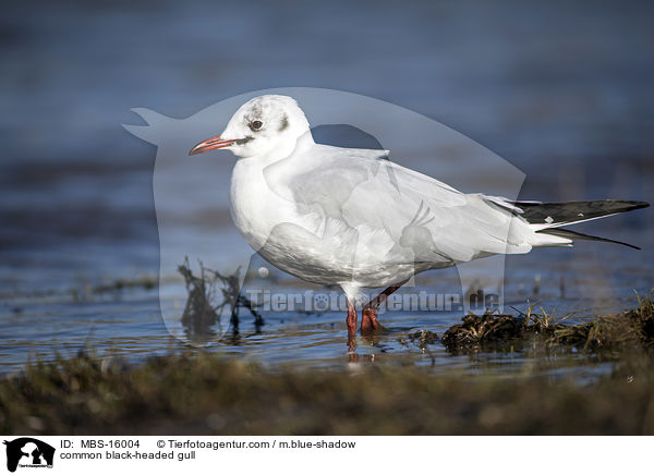 common black-headed gull / MBS-16004