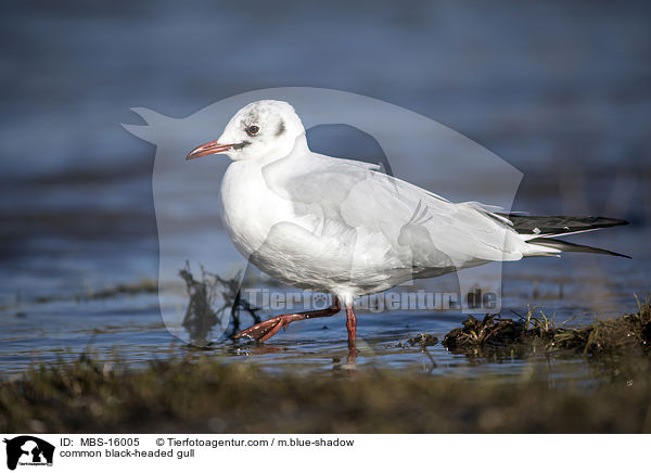 common black-headed gull / MBS-16005