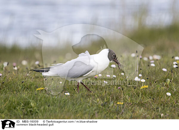 Lachmwe / common black-headed gull / MBS-16009
