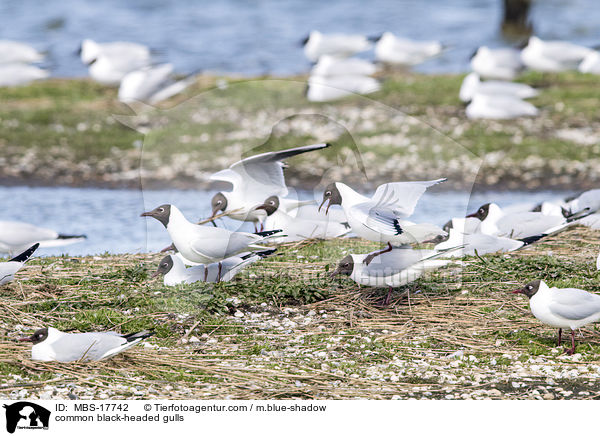 Lachmwen / common black-headed gulls / MBS-17742