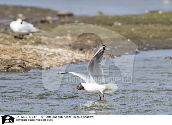 Lachmwen / common black-headed gulls / MBS-17747