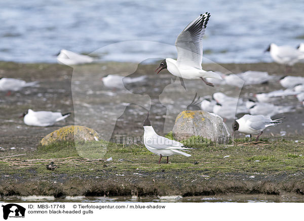 Lachmwen / common black-headed gulls / MBS-17748