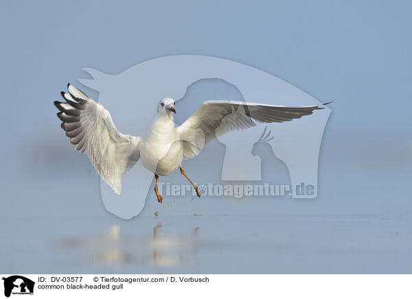Lachmwe / common black-headed gull / DV-03577