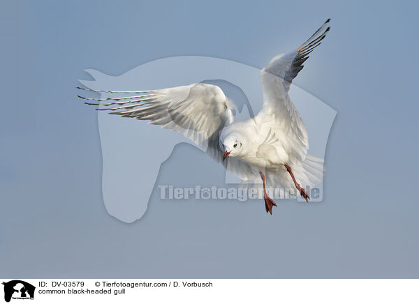 Lachmwe / common black-headed gull / DV-03579