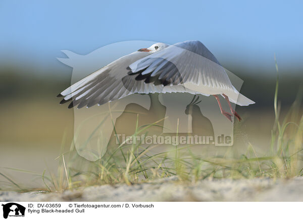fliegende Lachmwe / flying Black-headed Gull / DV-03659