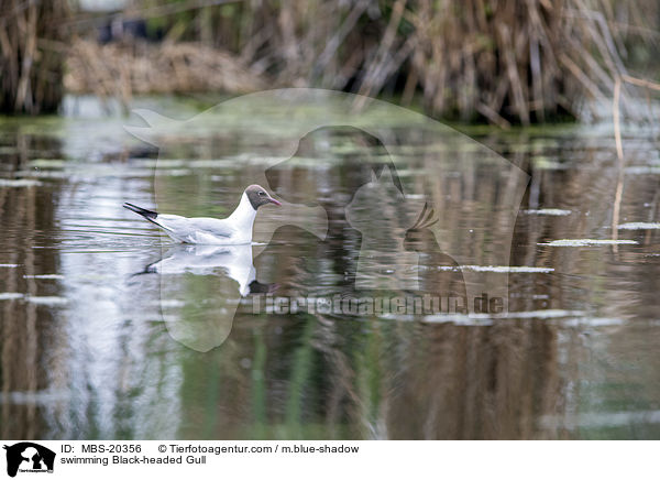 schwimmende Lachmwe / swimming Black-headed Gull / MBS-20356