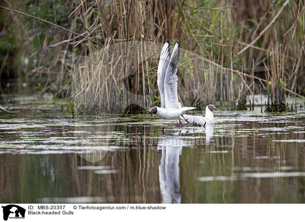 Lachmwen / Black-headed Gulls / MBS-20357