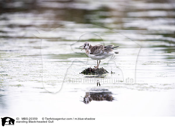 stehende Lachmwe / standing Black-headed Gull / MBS-20359