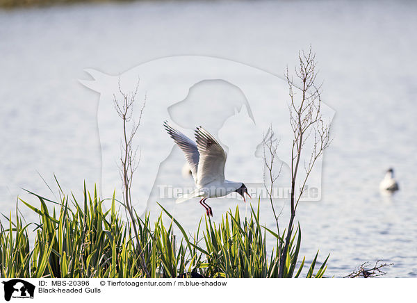 Lachmwen / Black-headed Gulls / MBS-20396