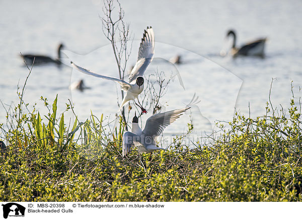 Black-headed Gulls / MBS-20398