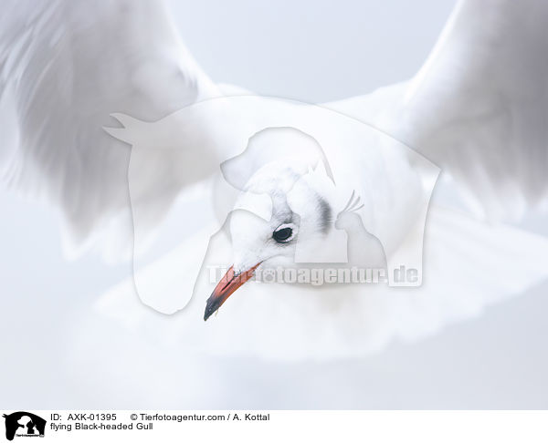 fliegende Lachmwe / flying Black-headed Gull / AXK-01395