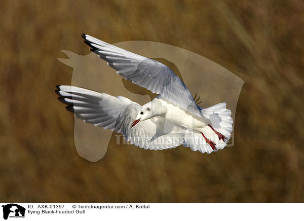 fliegende Lachmwe / flying Black-headed Gull / AXK-01397