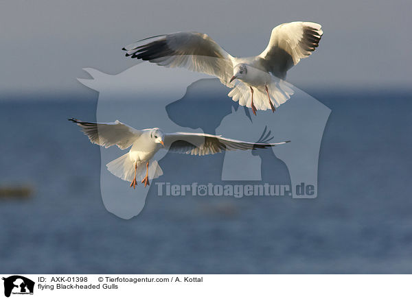fliegende Lachmwen / flying Black-headed Gulls / AXK-01398