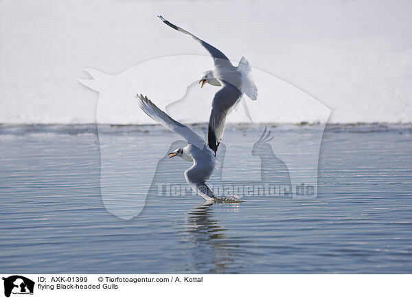 fliegende Lachmwen / flying Black-headed Gulls / AXK-01399