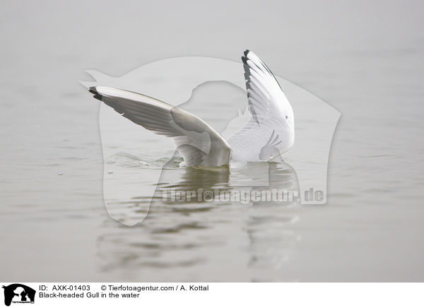 Lachmwe im Wasser / Black-headed Gull in the water / AXK-01403