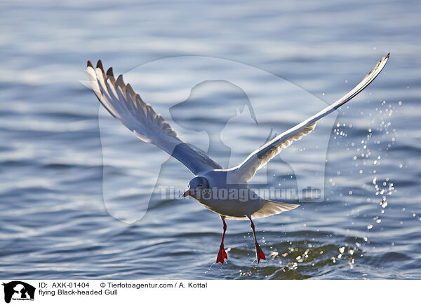 fliegende Lachmwe / flying Black-headed Gull / AXK-01404