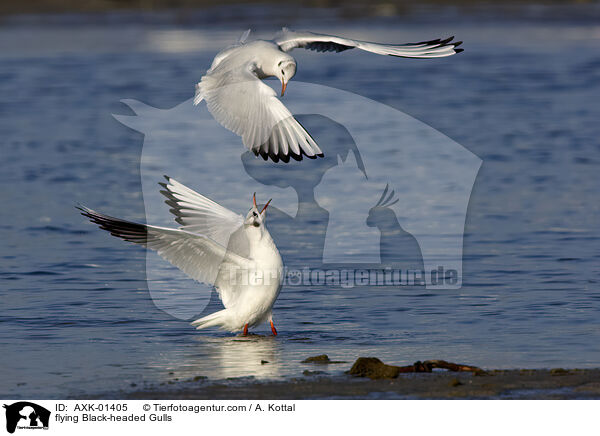 fliegende Lachmwen / flying Black-headed Gulls / AXK-01405