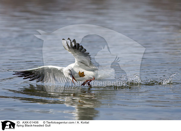 fliegende Lachmwe / flying Black-headed Gull / AXK-01406