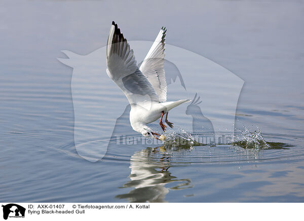fliegende Lachmwe / flying Black-headed Gull / AXK-01407