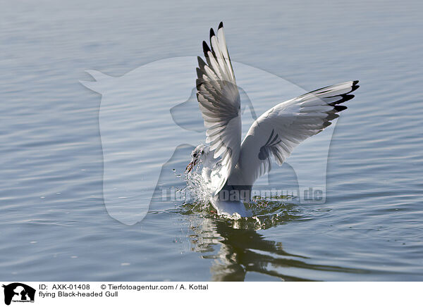 fliegende Lachmwe / flying Black-headed Gull / AXK-01408