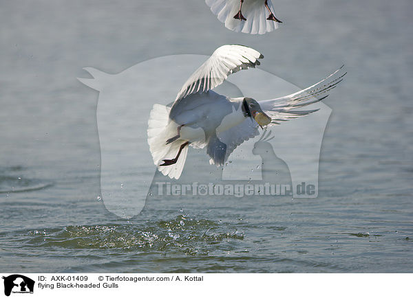 fliegende Lachmwen / flying Black-headed Gulls / AXK-01409