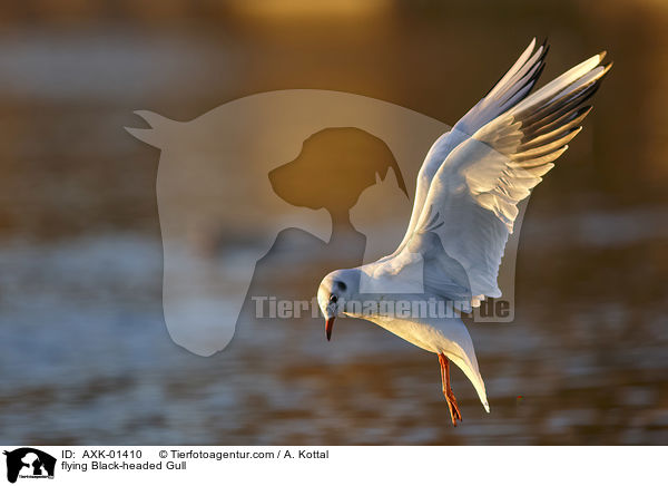 fliegende Lachmwe / flying Black-headed Gull / AXK-01410