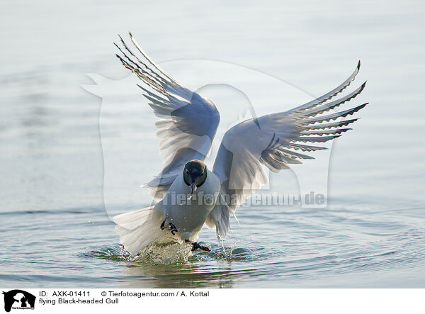 fliegende Lachmwe / flying Black-headed Gull / AXK-01411