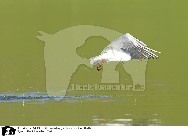 fliegende Lachmwe / flying Black-headed Gull / AXK-01413