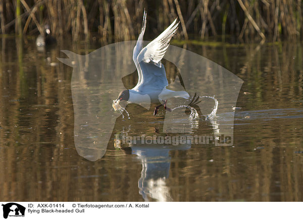 fliegende Lachmwe / flying Black-headed Gull / AXK-01414