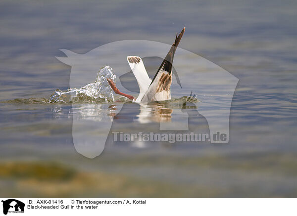 Lachmwe im Wasser / Black-headed Gull in the water / AXK-01416