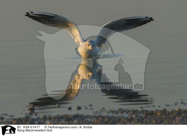 fliegende Lachmwe / flying Black-headed Gull / AXK-01417