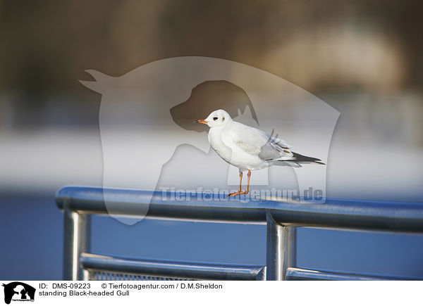 standing Black-headed Gull / DMS-09223